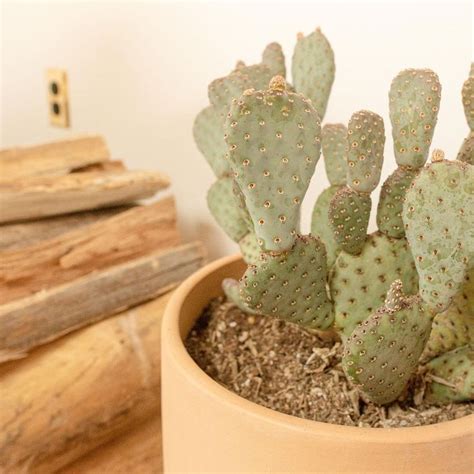 Crystal nymph and the magical cactus ensemble